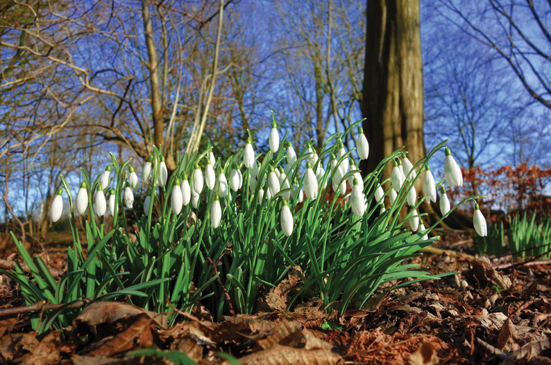 Barnsdale Gardens Snow Drops