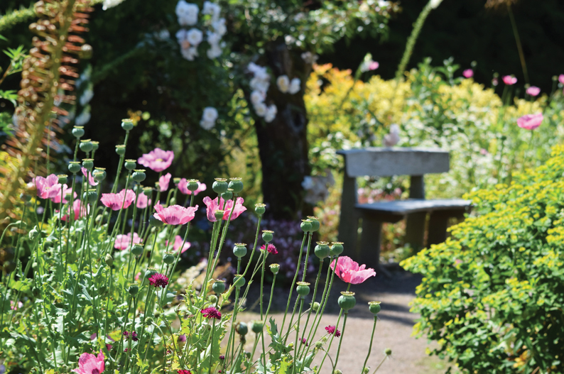 Beth Chatto Gardens Snow Drops
