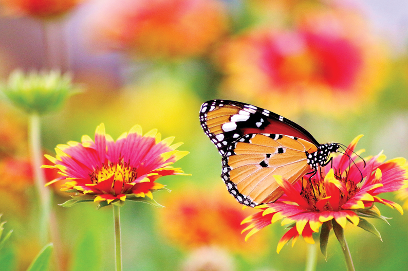 Butterfly Farm & Stratford Upon Avon