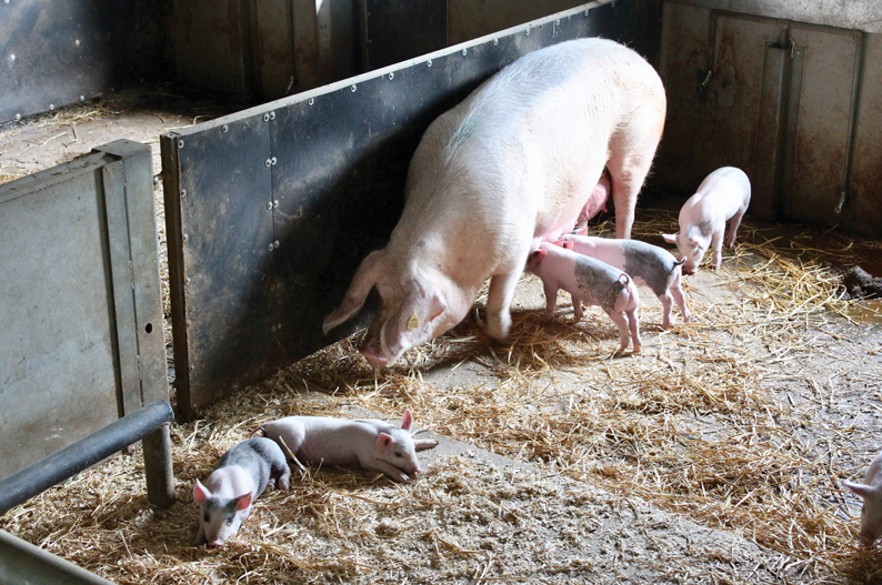 Cannon Hall Farm - As Seen on TV