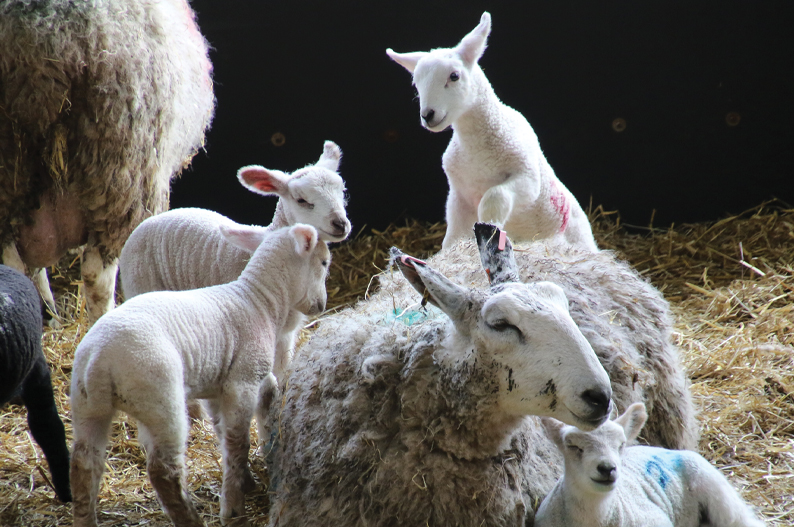 Cannon Hall Farm - As seen on TV