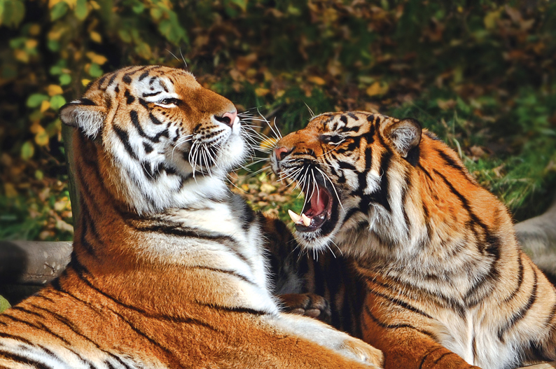 Dudley Zoo & Castle