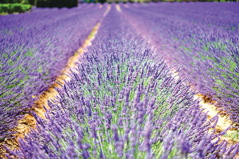 Kings Lynn & Norfolk Lavender