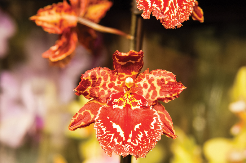 Orchid Festival at Kew Gardens