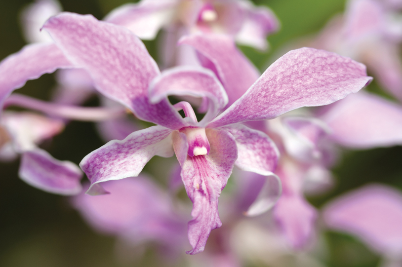 Orchid Festival at Kew Gardens