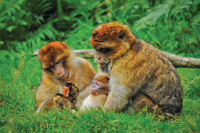 Trentham Estate, Forest, Gardens & Monkey Forest