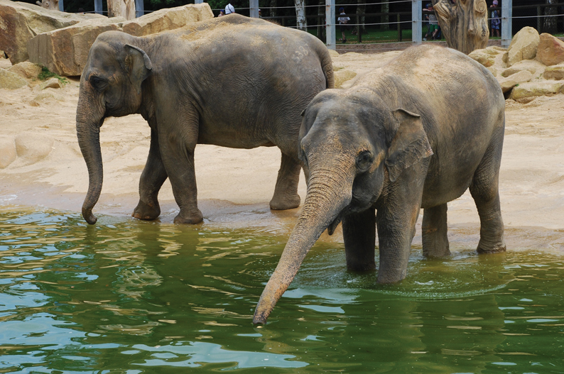 Twycross Zoo