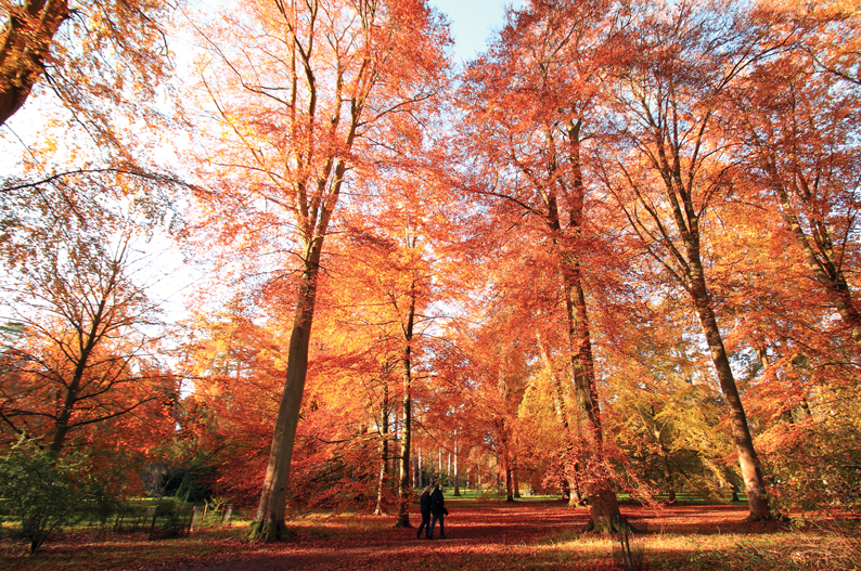 Westonbirt the National Arboretum - Colours of Autumn