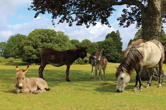 Bournemouth & New Forest All Inclusive